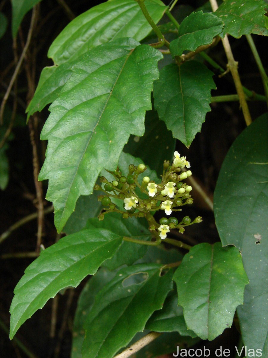 Premna procumbens Moon
